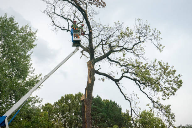 Reliable Ainaloa, HI Tree Services Solutions